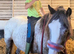 Stunning 3yrs blank canvas