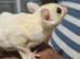 Beautiful White Leucistic Sugar glider boy