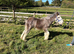 9 months old blue roan blagdon colt one for the show ring