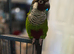 Extremely tame parley conure