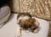Adorable Imperial Shih Tzu Puppy Oreo