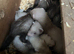 Baby Ferrets