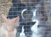 NEW & USED SINGLE & DOUBLE 3FT RABBIT HUTCHES FOR SALE