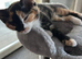 For sale 2 adorable 9 month old female cats need loving home