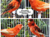 Stunning Show Canaries- various breeds