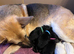 German Shepherd Puppies from fully health tested parents