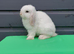 Purebred mini lops REDUCED TO SELL