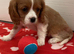 Kc cavalier puppy&rsquo;s available ️️️️️