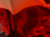 Miniature dachshund