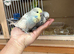 Budgies Hand Tamed