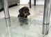 Miniature dachshund, little girl