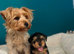 Yorkshire terrier for sale