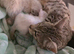 Beautiful bengal female kitten ready now