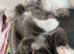 Ragdoll kittens born 10/07/26