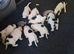 4 sprollies for sale