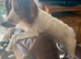 Lenny – 9-Month-Old Cocker Spaniel Looking for a Loving, Active Home