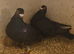 Jansen black pair