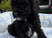 Beautiful Cavapoochon puppies ready now