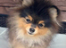 25 week old black & tan pomeranian puppy