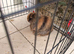 2 rabbits to rehome