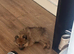15 week old male pup
