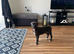 Lovely black staff x American bulldog