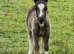 Registered miniature Shetland colt