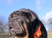 Proven Blue & Tan KC Bulldog