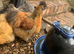 Silkie cockerels for sale