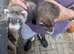 Ferrets for sale