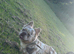 Fluffy frenchie male 11 month old !!