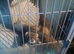 EU x Polecat ferret kits