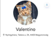 Beautiful chocolate Merle Yorkshire terrier male