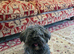18 month adorable havanese needs a home