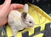 Plush mini lop
