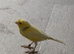 Canaries