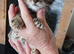 Mixed bred kitten