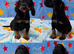 Kc Black and Tan boys only 17 dna health tested clear
