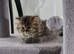 Stunning Chinchilla Rare kitten