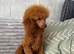 Dark Red DNA Health Tested Toy Poodle Stud