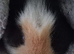 2 guinea pigs for sales