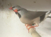 Pair of hex finches