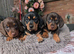 miniature dachshund puppies