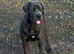 Beautiful Blue Cane Corso puppy