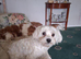 Milly