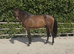 16.2 7yr old ISH Allrounder / Hunter