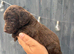 9 beautiful cockapoo puppies