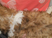 Lhasa Apso puppies for sale