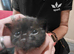 Russian blue x