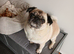 Exclusive Pet sitting and Equine, Small holdings